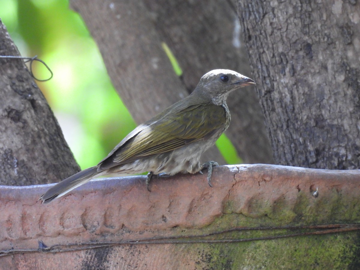 Spotted Honeyguide - ML617737873