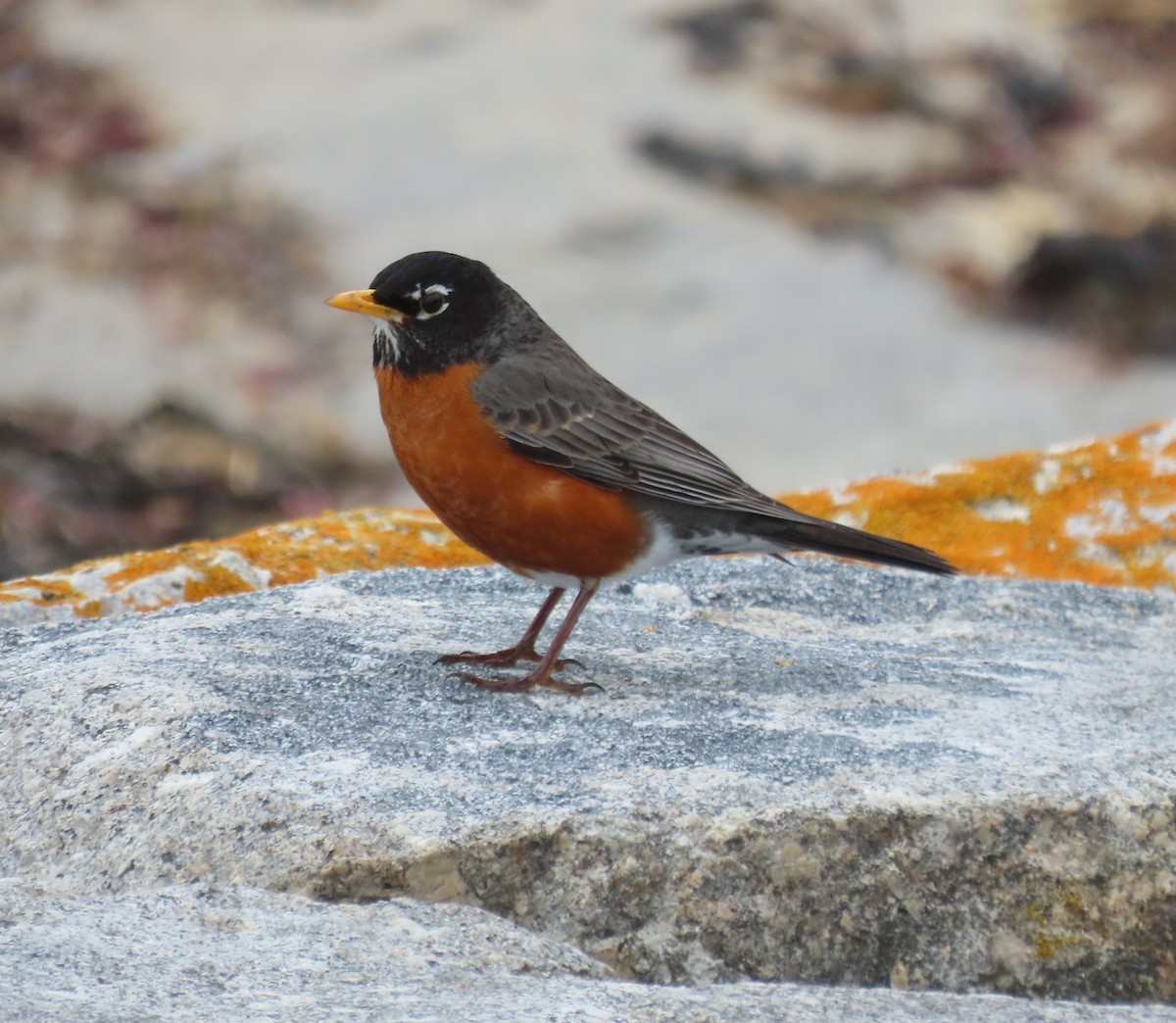 American Robin - ML617737960