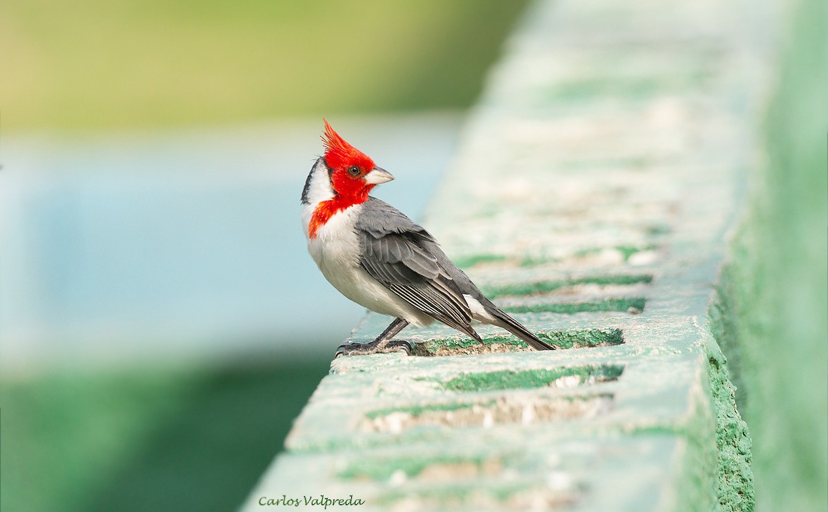 Red-crested Cardinal - ML617737961