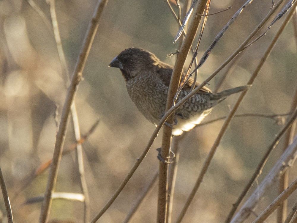 Scaly-breasted Munia - ML617737976