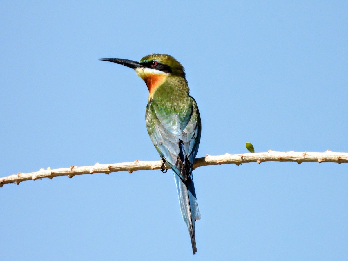 Blue-tailed Bee-eater - ML617737983