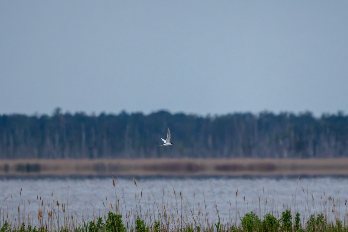 Forster's Tern - ML617737984