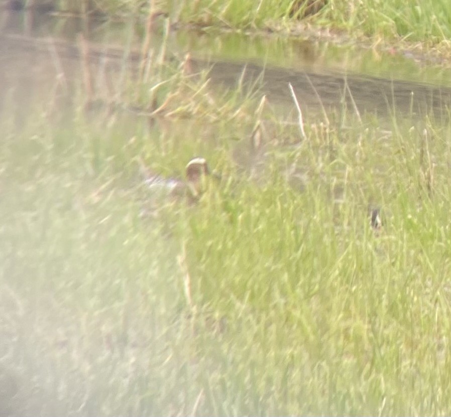 Garganey - Laura Vehring