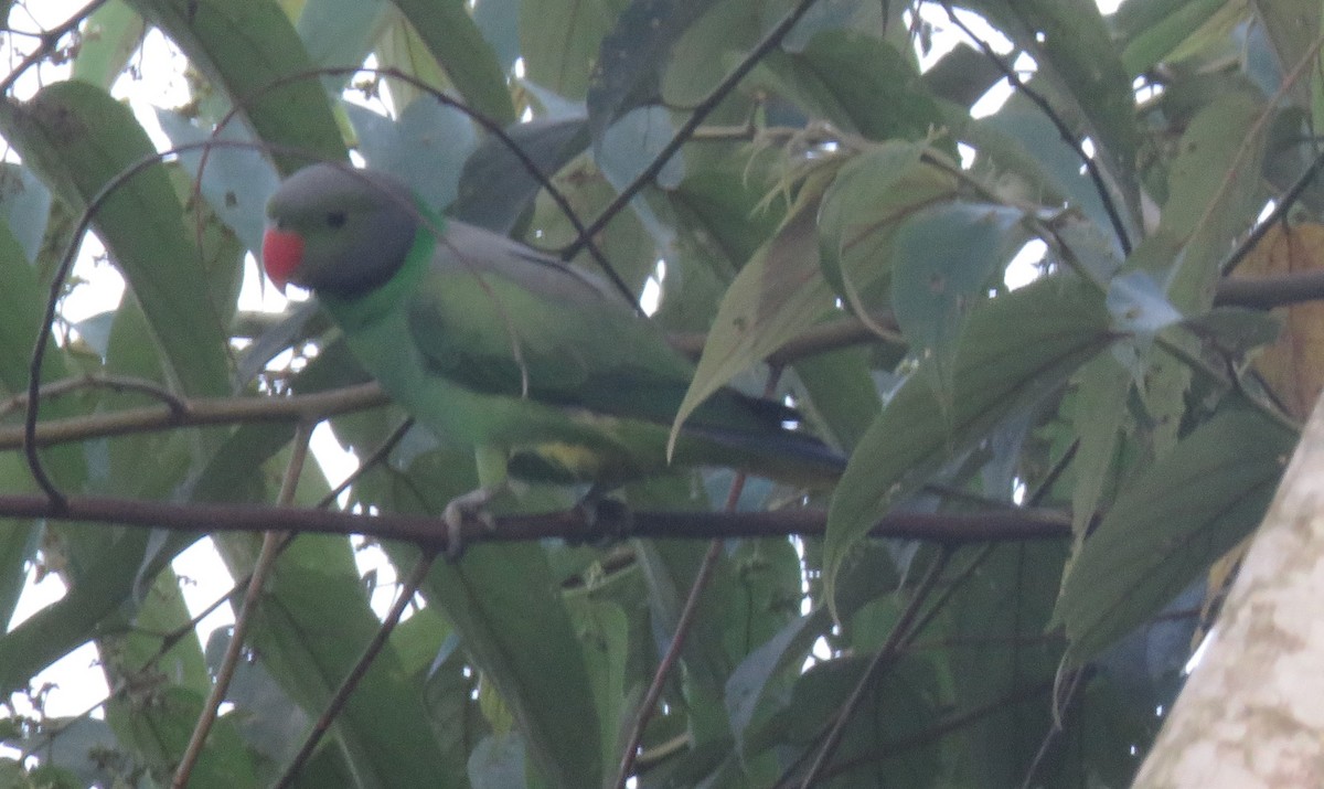 Папужець зеленошиїй - ML617737996