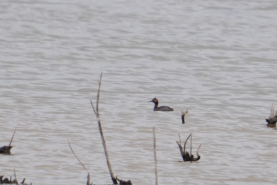 Eared Grebe - ML617738017