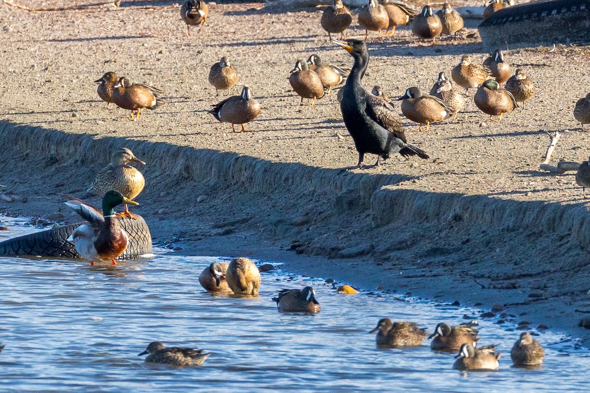 Double-crested Cormorant - ML617738047