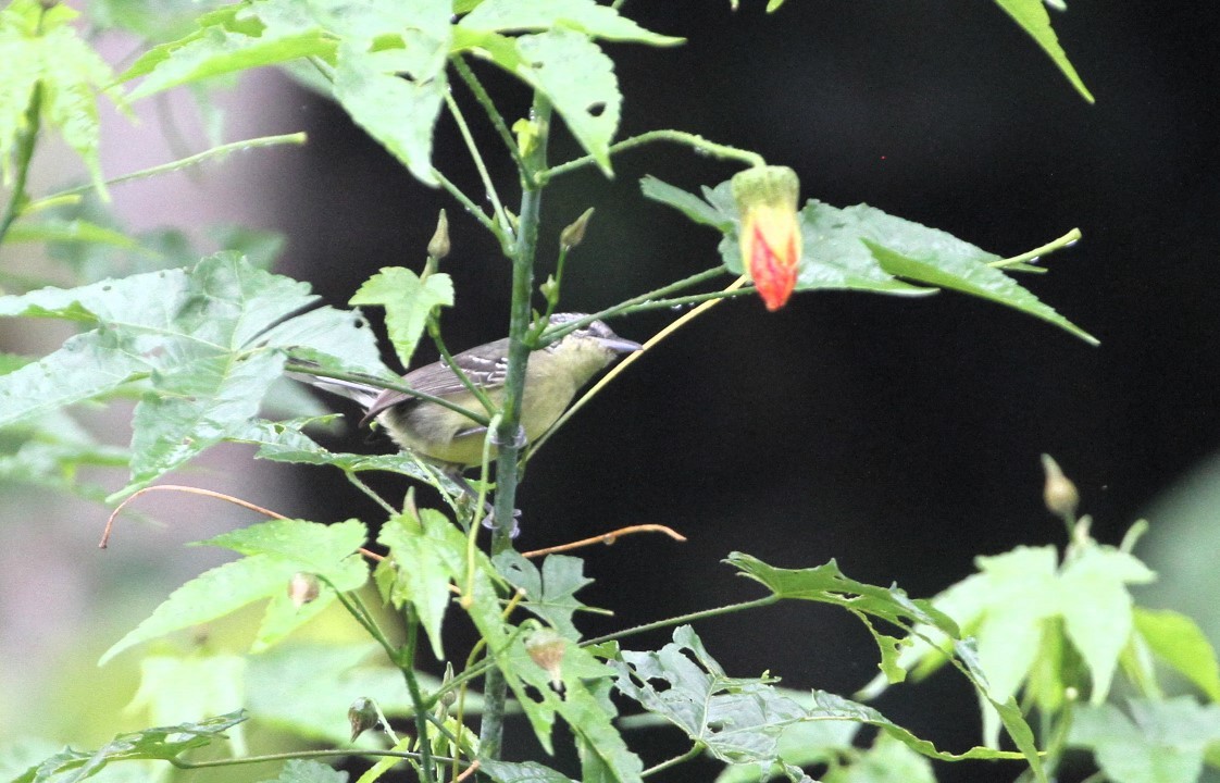 Yellow-breasted Antwren - ML617738062