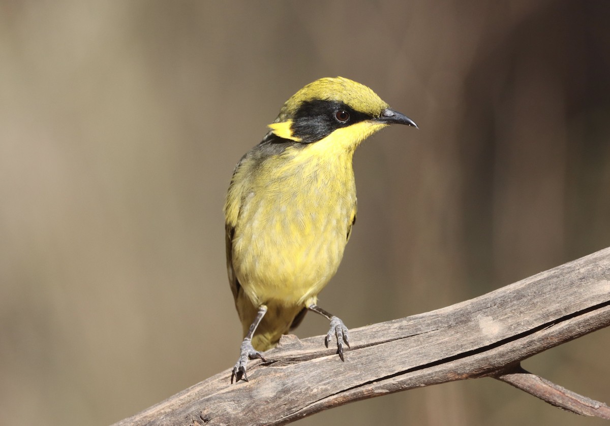 Yellow-tufted Honeyeater - ML617738064