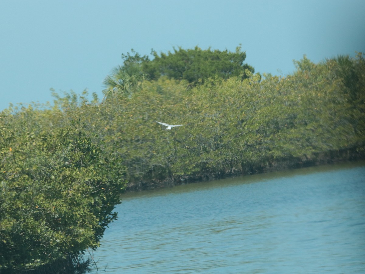 Caspian Tern - ML617738076