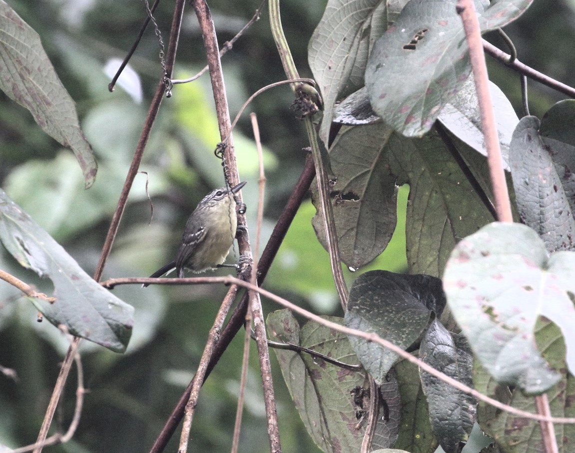 Yellow-breasted Antwren - ML617738079