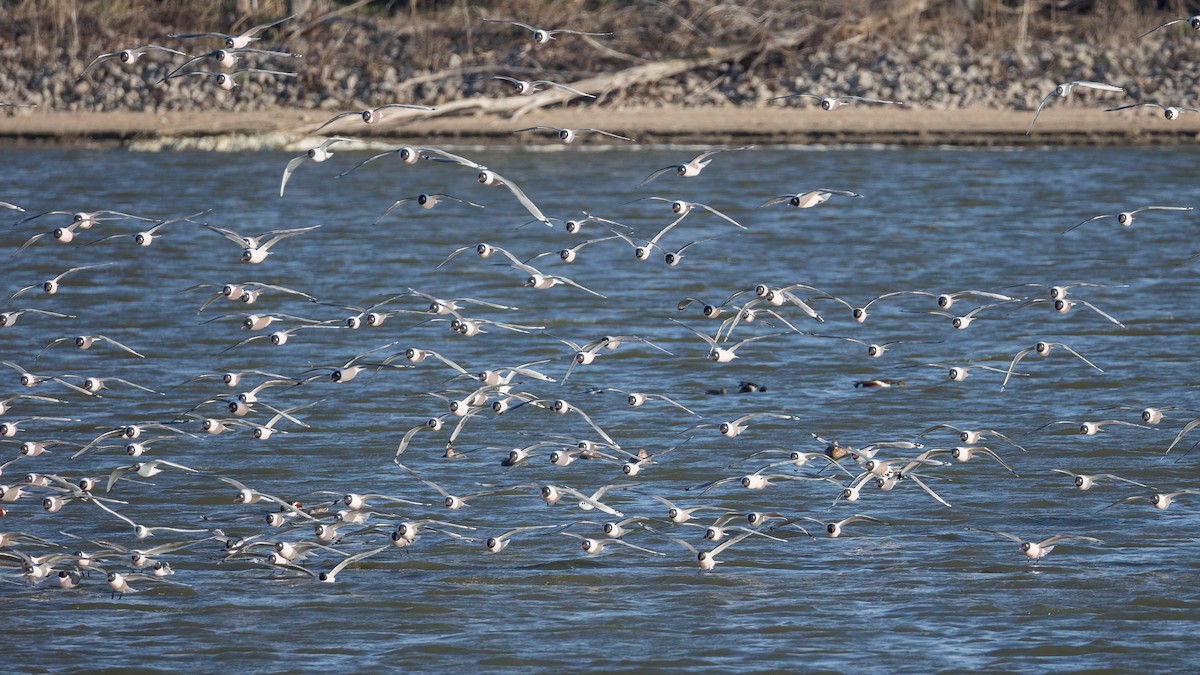 Franklin's Gull - Rita Flohr