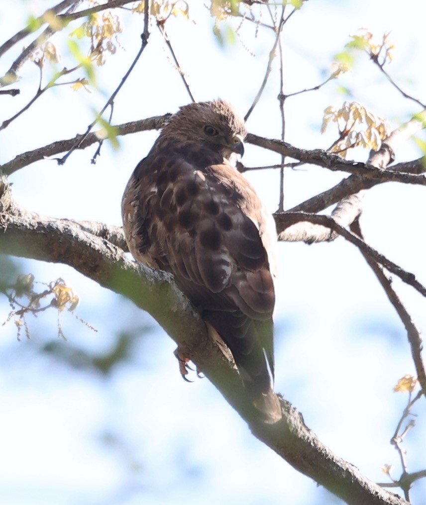 Broad-winged Hawk - ML617738143