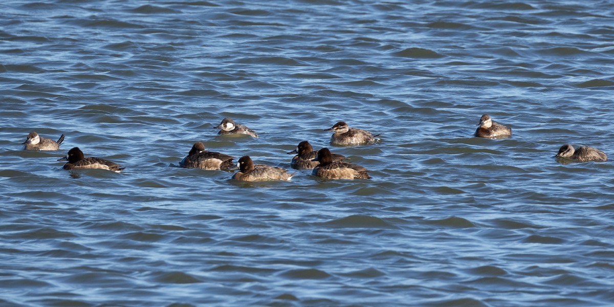 Lesser Scaup - Rita Flohr