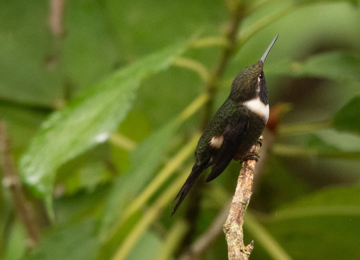 Purple-throated Woodstar - Jodi  Chambers