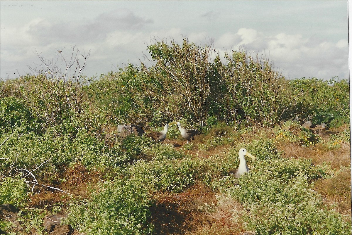 Waved Albatross - Bonnie Brown