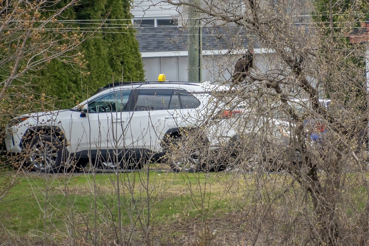 Turkey Vulture - ML617738270