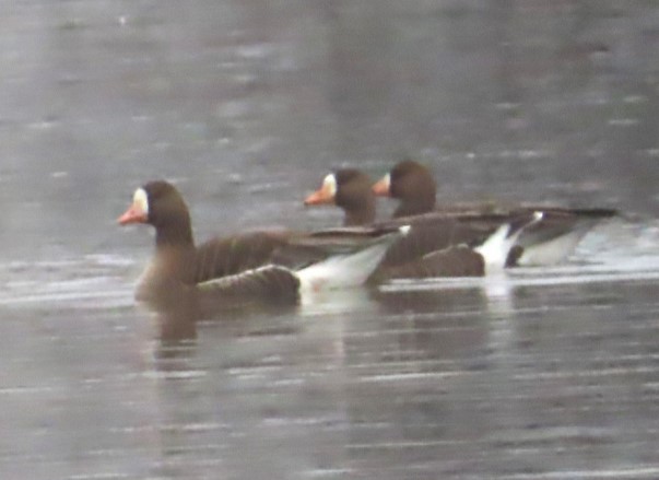 Greater White-fronted Goose - David English