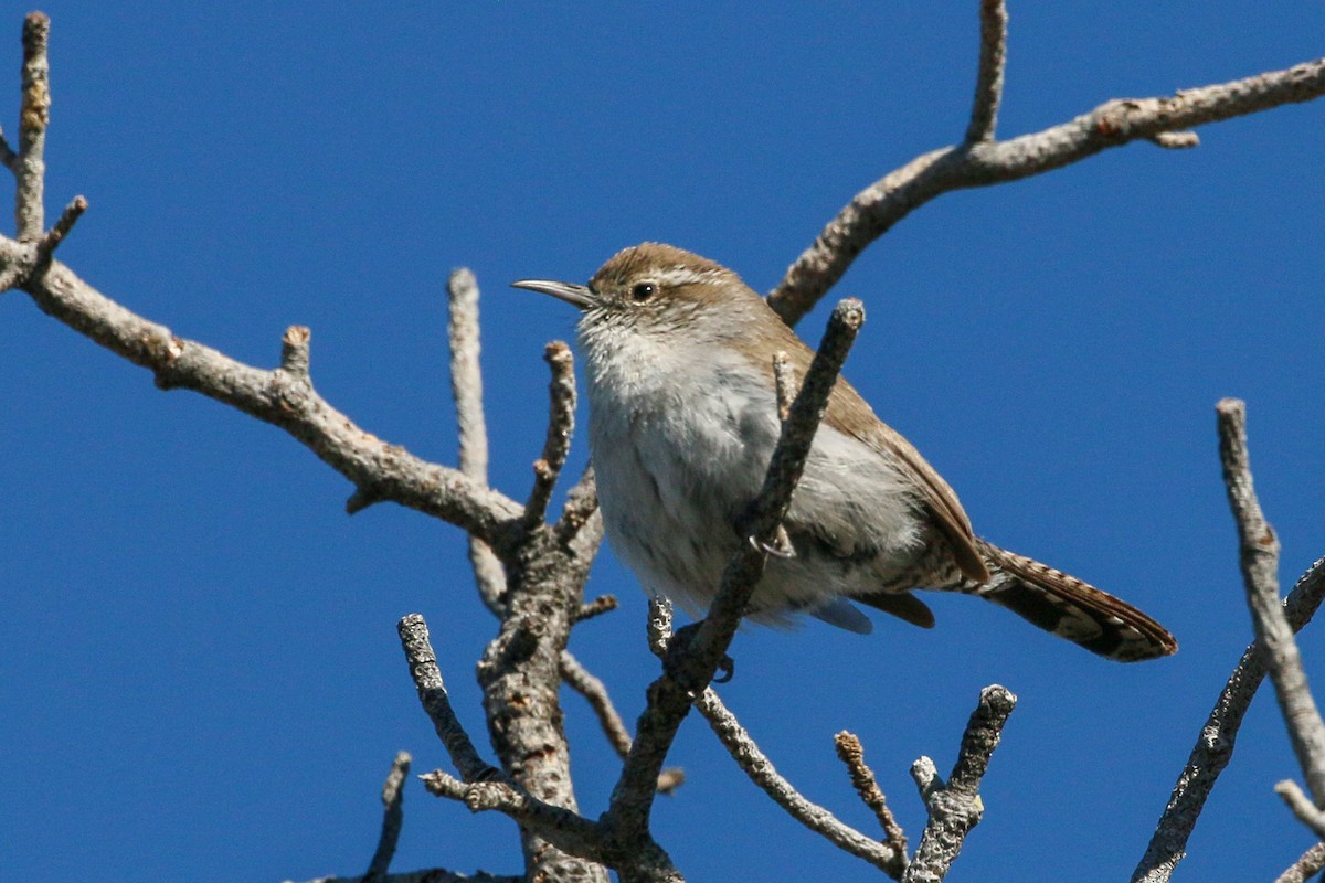 Bewick's Wren - ML617738396