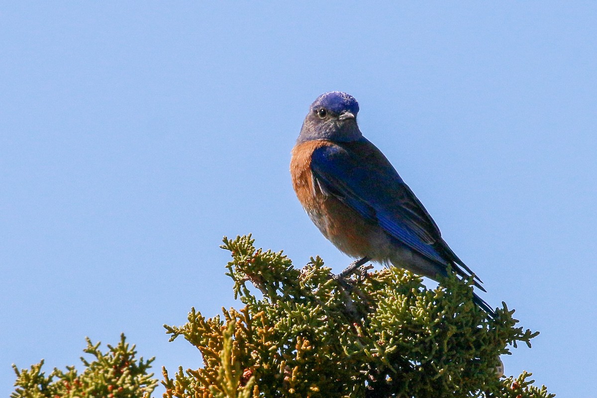 Western Bluebird - Steve Metchis