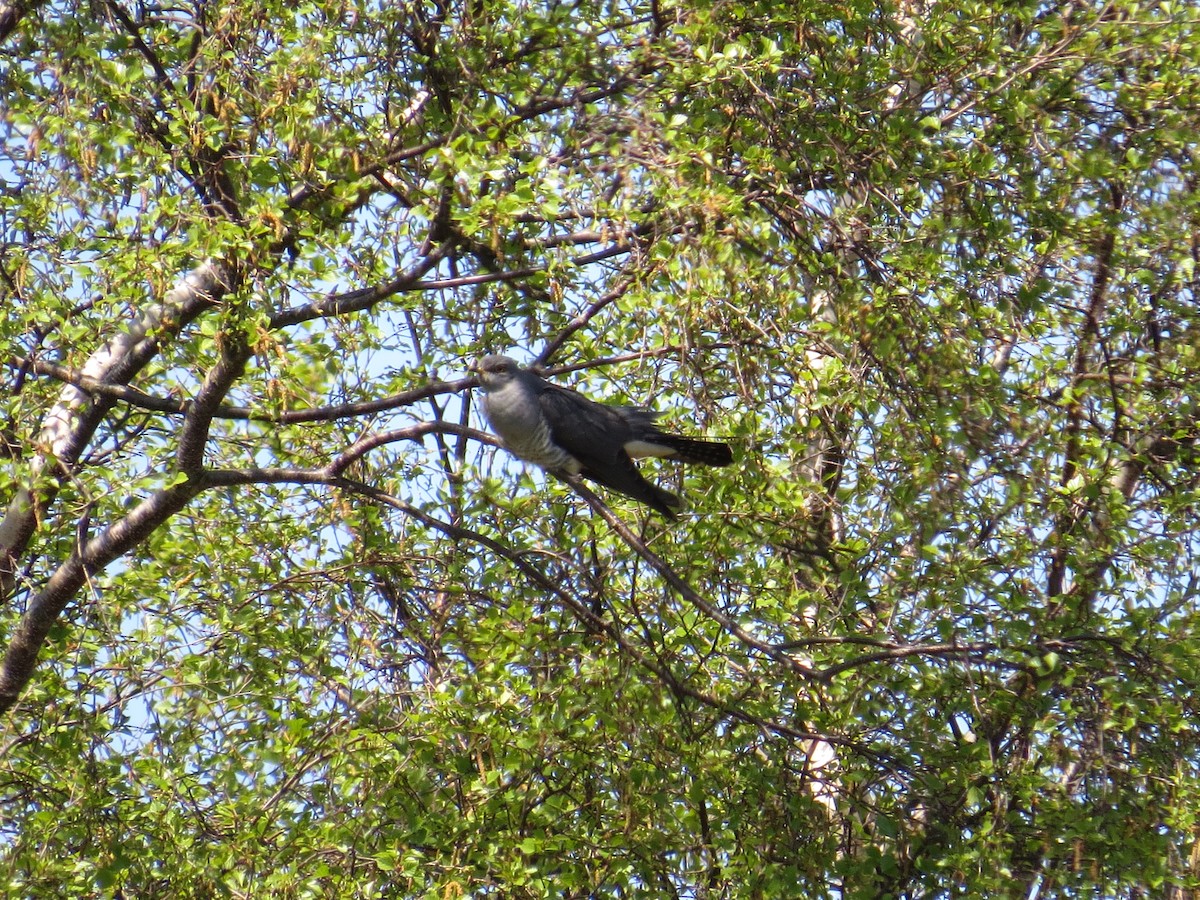 Common Cuckoo - ML617738458