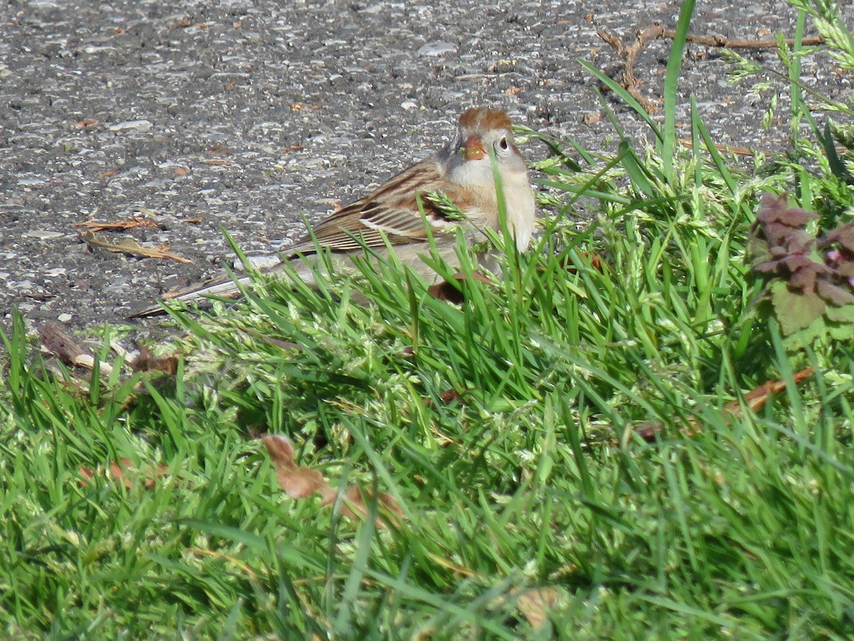 Field Sparrow - ML617738460