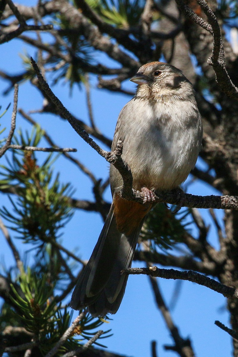 Canyon Towhee - ML617738466