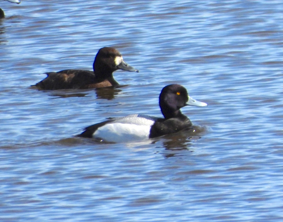 Lesser Scaup - Hiroyuki Aoki