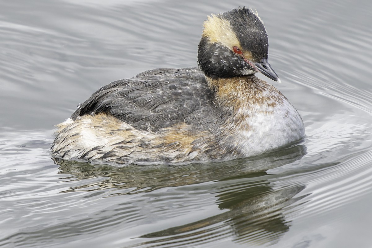 Horned Grebe - Grant Price