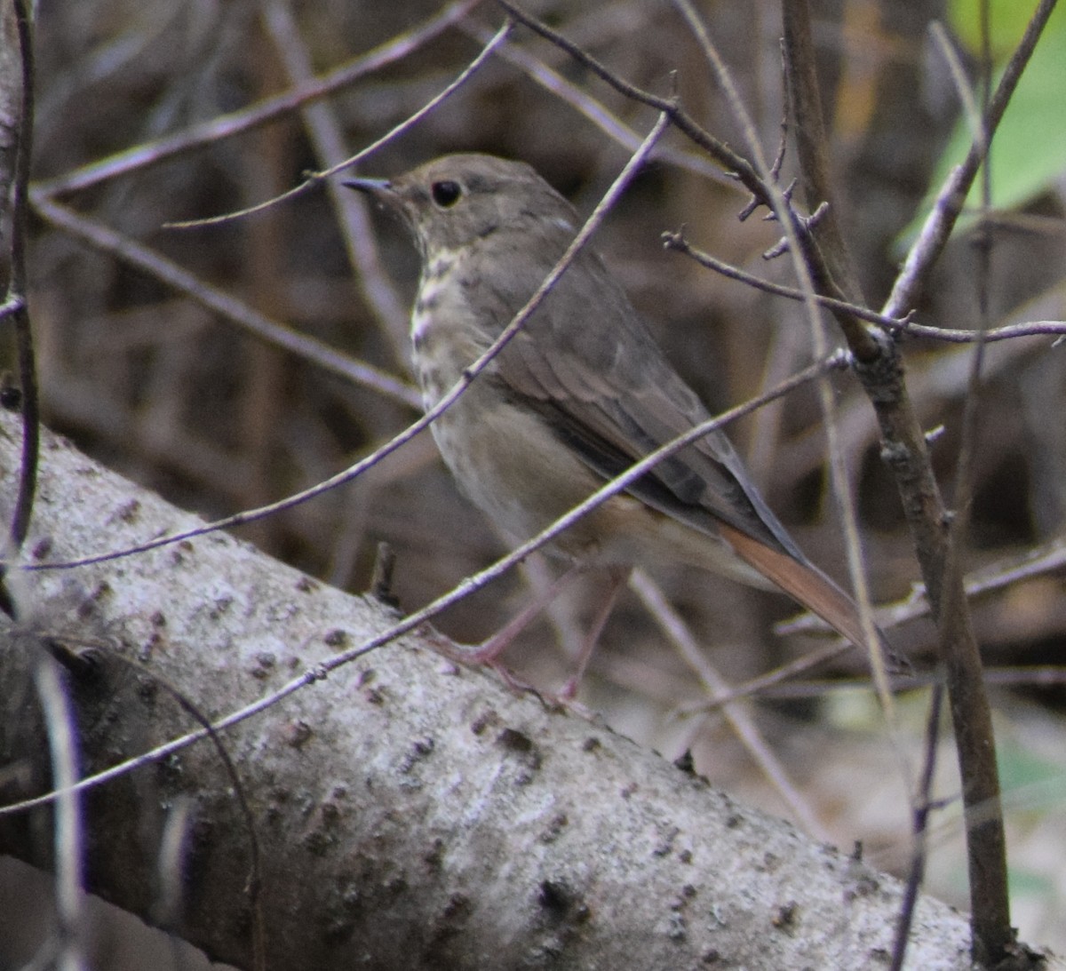 Hermit Thrush - Richard Buist