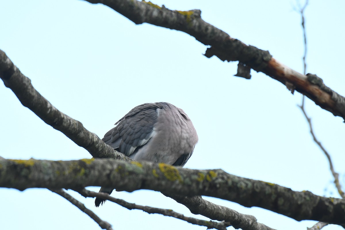 Pigeon ramier - ML617738518