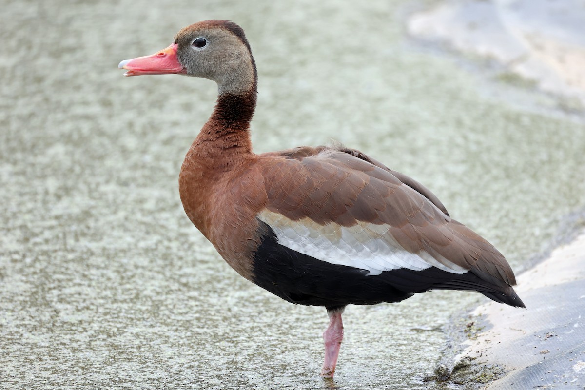 Black-bellied Whistling-Duck - ML617738533