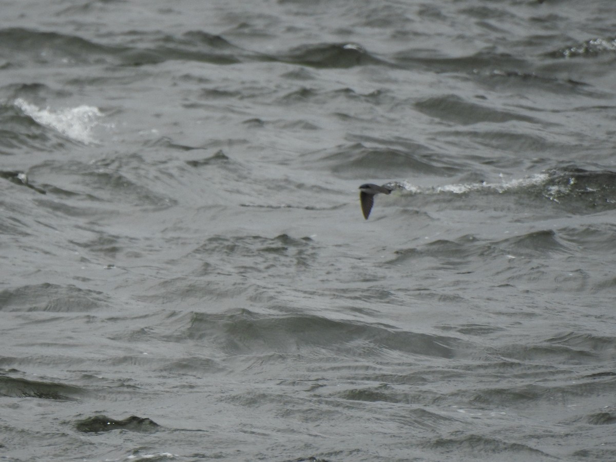 Tree Swallow - ML617738539