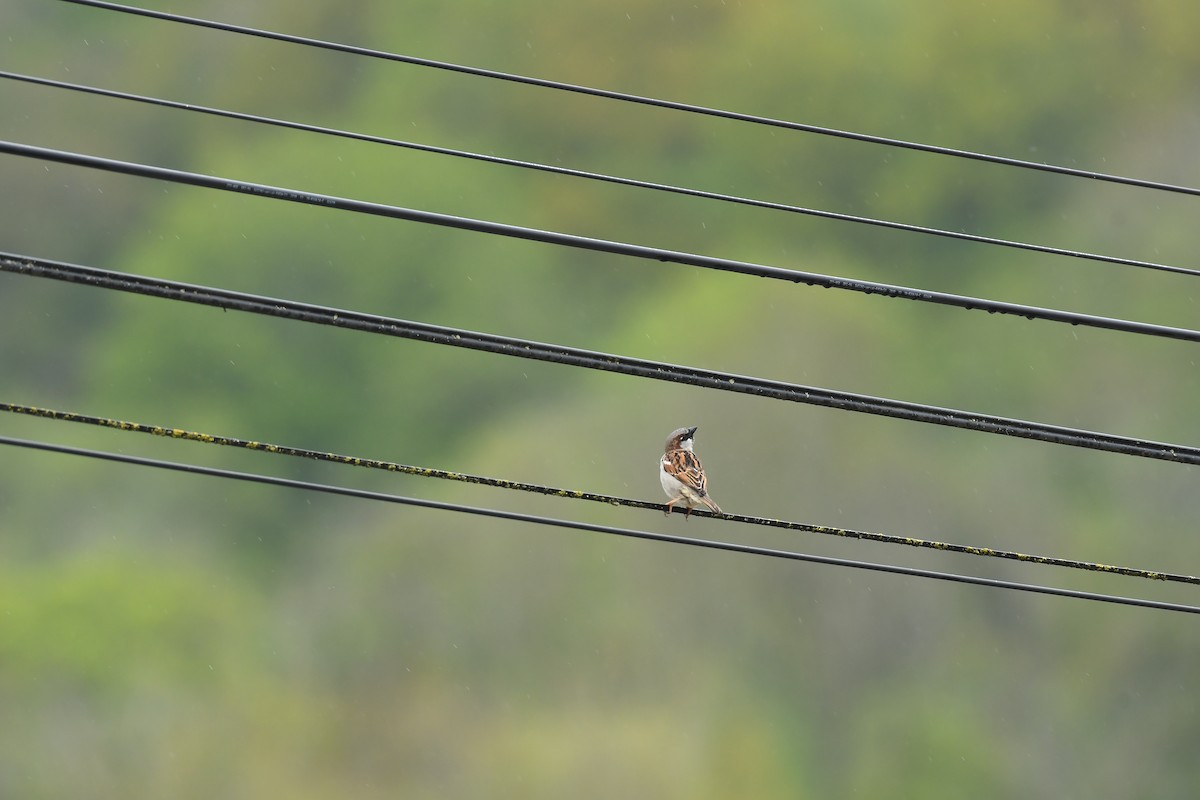 House Sparrow - ML617738557