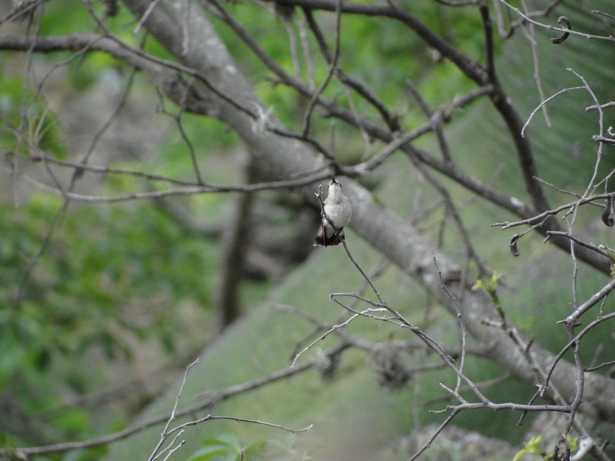 kolibřík bledý - ML617738610