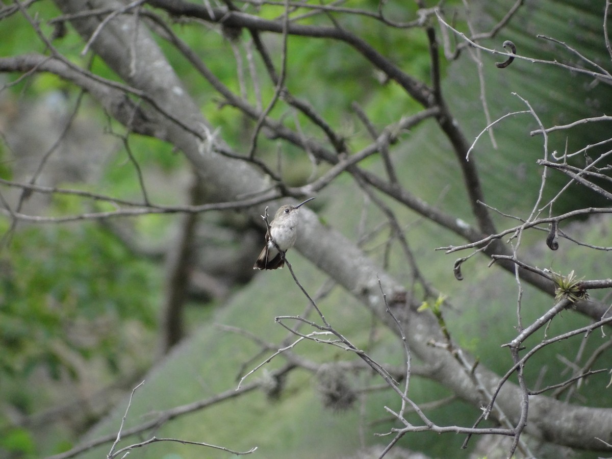 kolibřík bledý - ML617738611