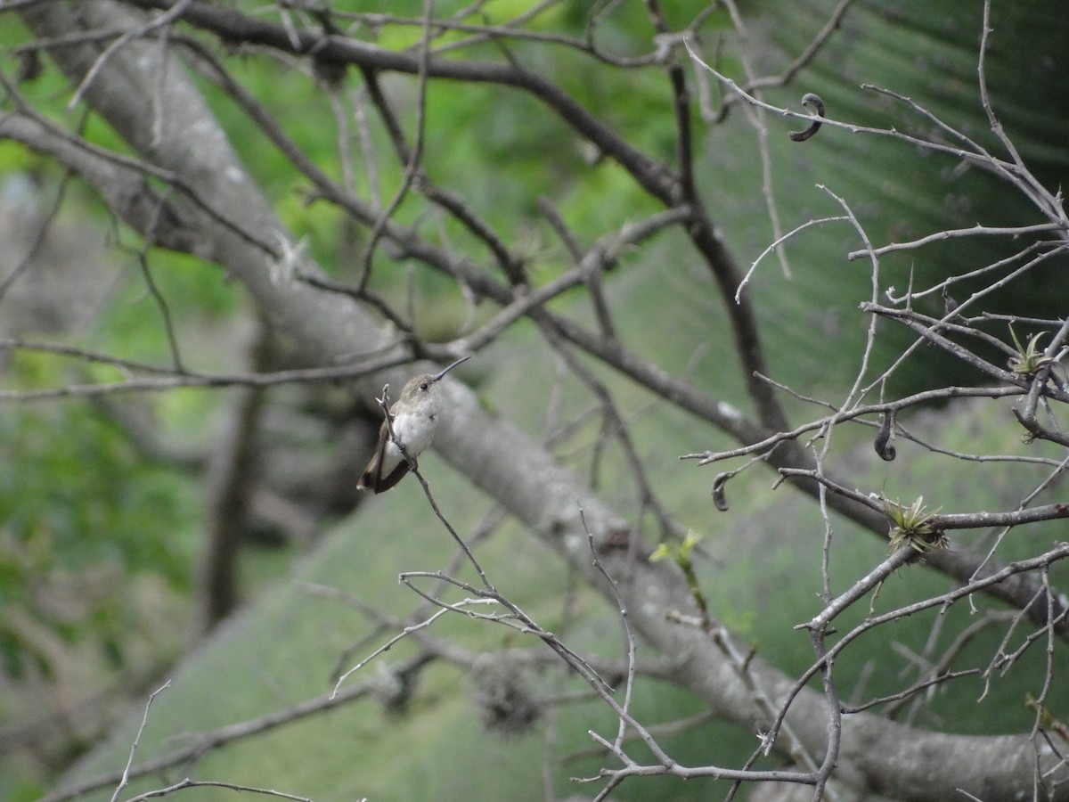 kolibřík bledý - ML617738612
