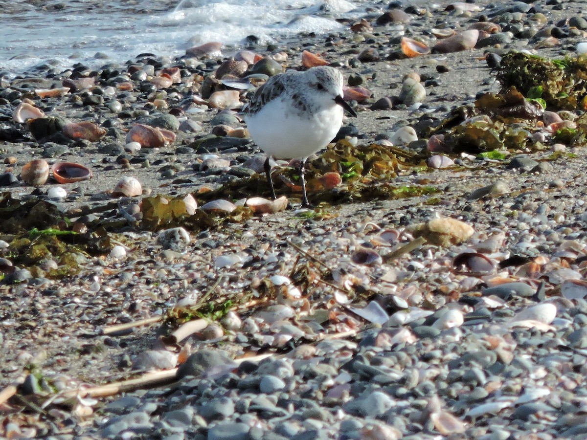 Bécasseau sanderling - ML617738615