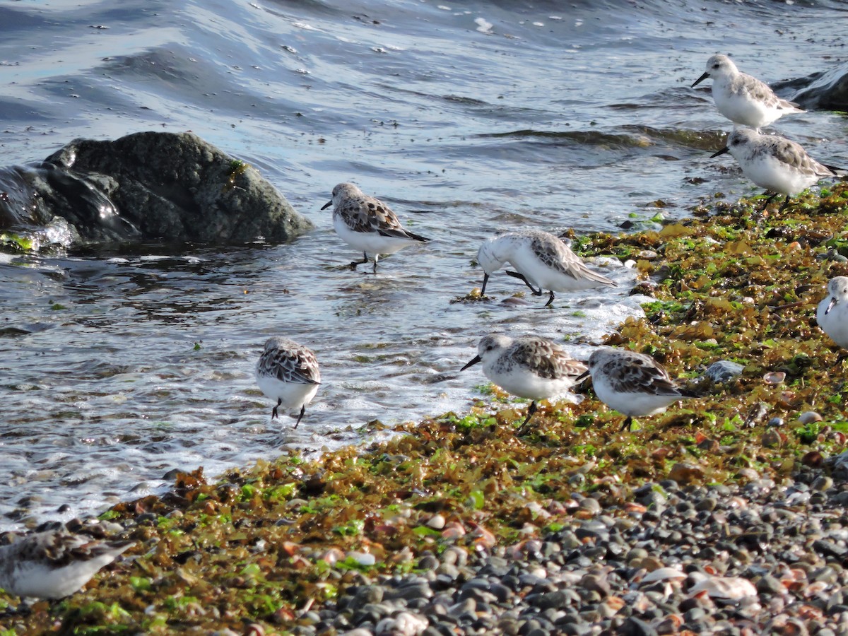 Bécasseau sanderling - ML617738629