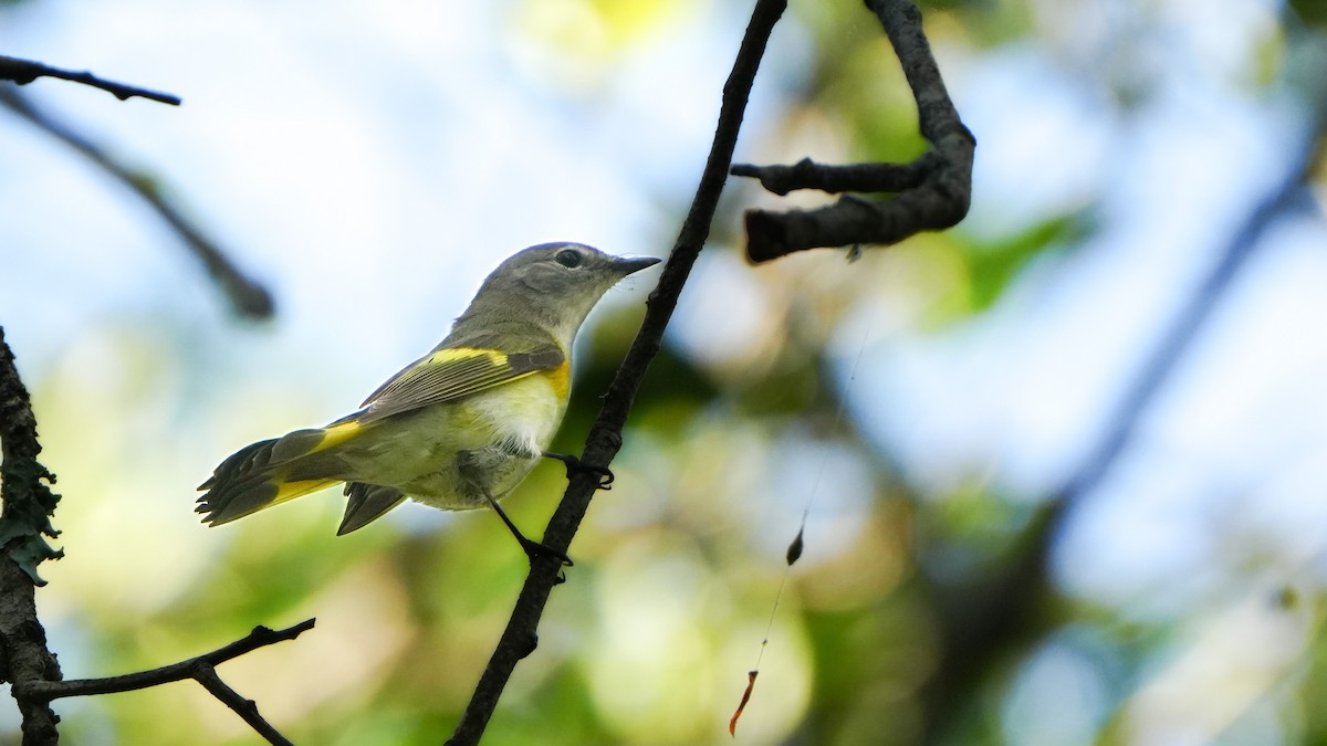 American Redstart - ML617738630