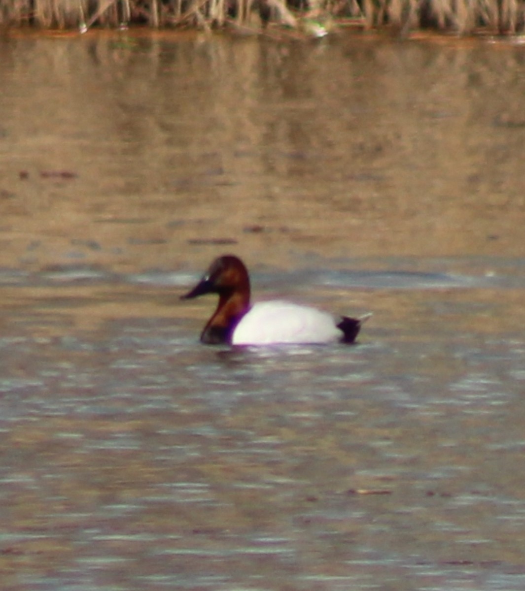 Canvasback - Jolyne Surette