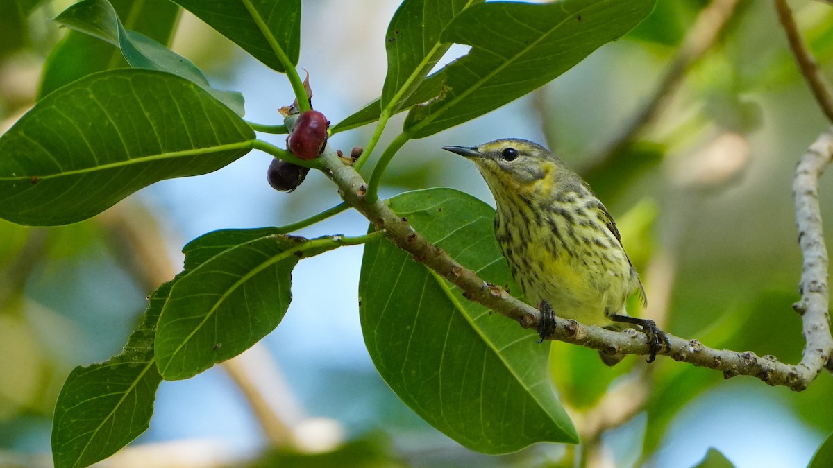 Cape May Warbler - ML617738664