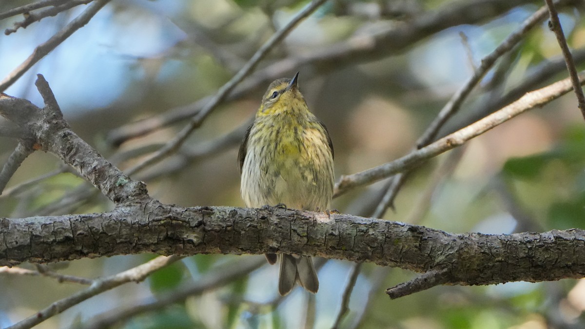 Cape May Warbler - ML617738665