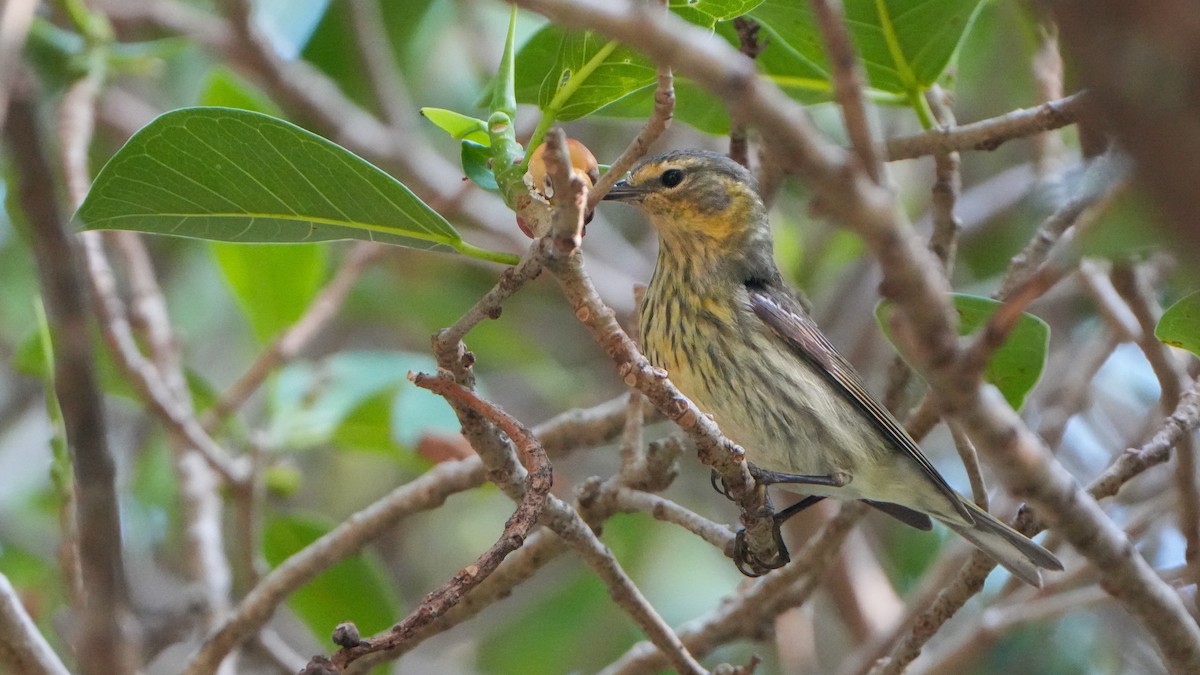 Cape May Warbler - ML617738666