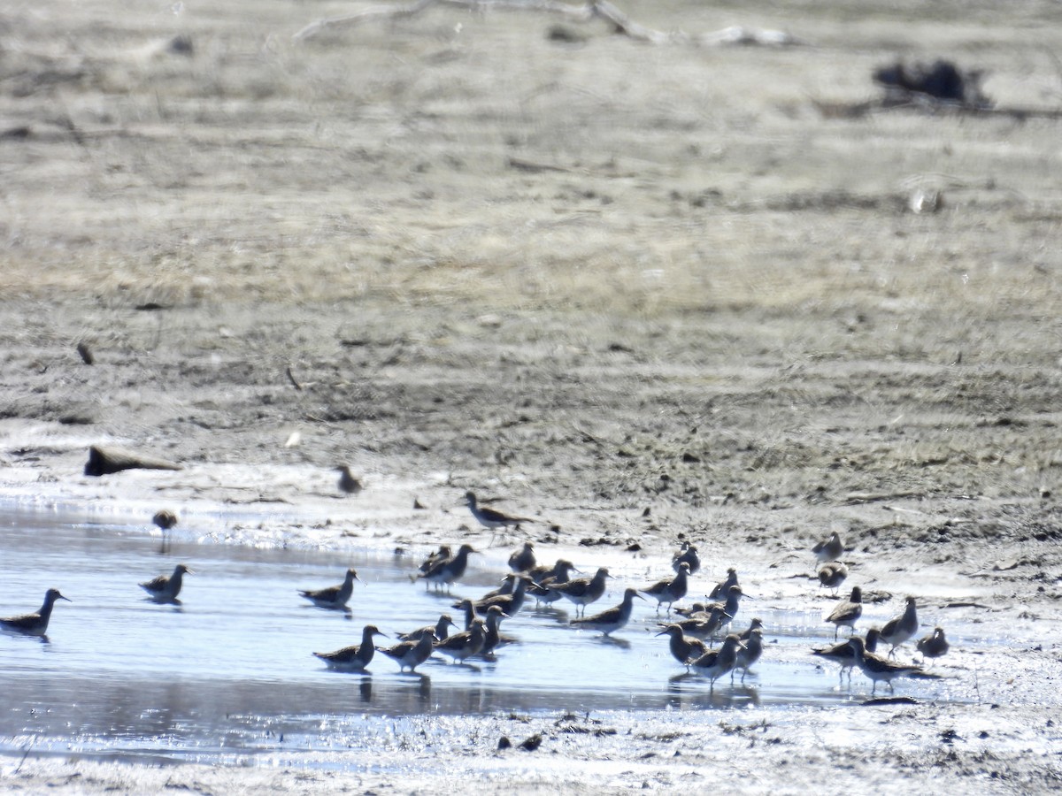 Pectoral Sandpiper - ML617738674