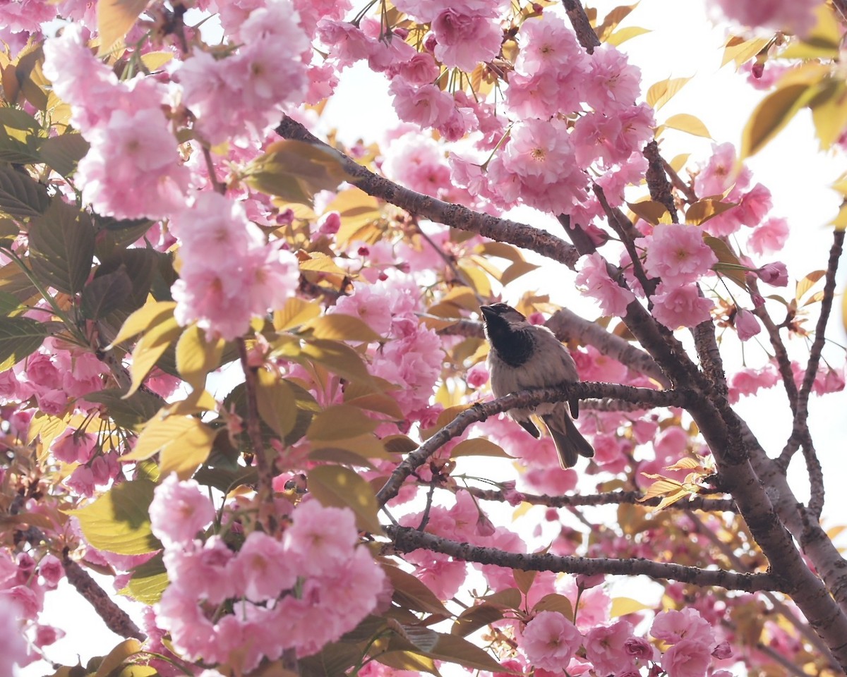 House Sparrow - ML617738680