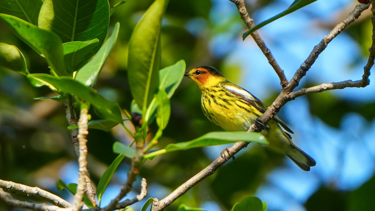 Cape May Warbler - ML617738681