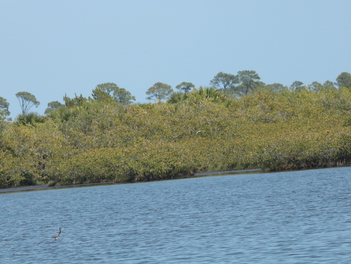 Caspian Tern - ML617738697