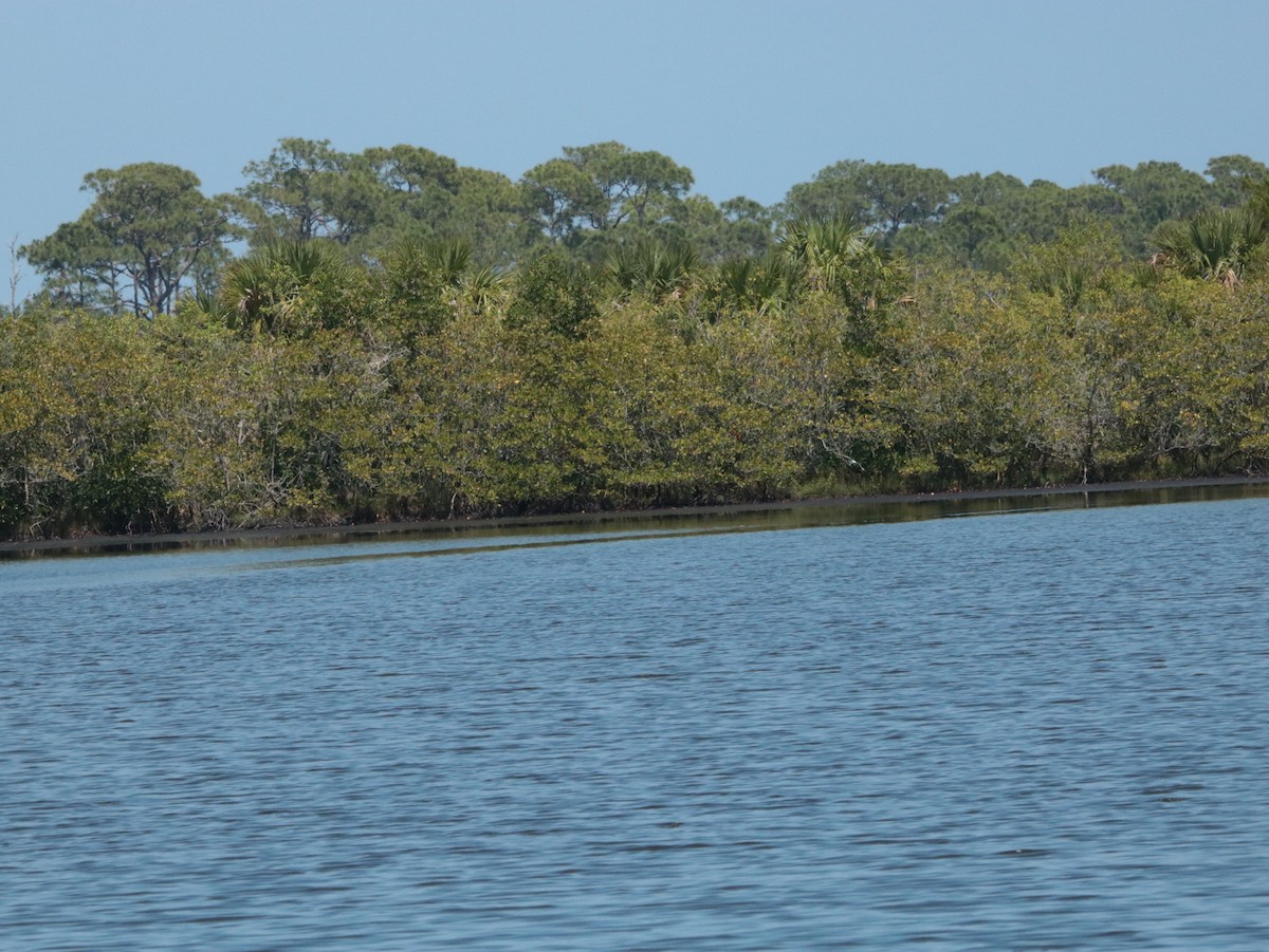 Caspian Tern - ML617738703