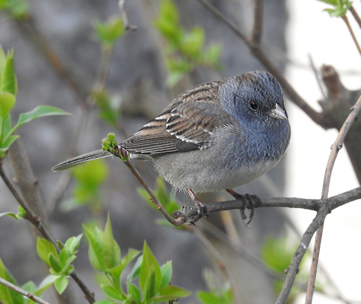 Dark-eyed Junco x White-throated Sparrow (hybrid) - Theresa Dobko
