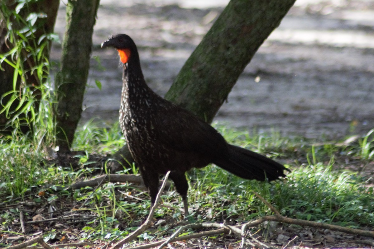 Dusky-legged Guan - ML617738728